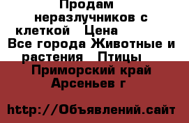 Продам 2 неразлучников с клеткой › Цена ­ 2 500 - Все города Животные и растения » Птицы   . Приморский край,Арсеньев г.